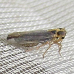Kelisia monoceros
